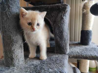 Reinrassige BKH Kitten auszugsbereit, BKH - Kater