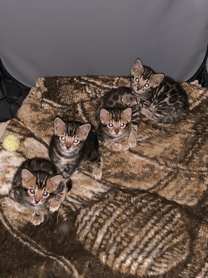 Reinrassige Bengalkitten mit Stammbaum, Bengal Jungtier - Katze 1