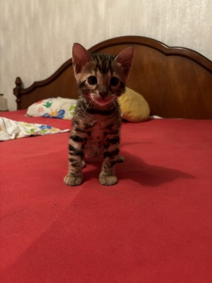 Reinrassige Bengalkitten mit Stammbaum, Bengal Jungtier - Katze