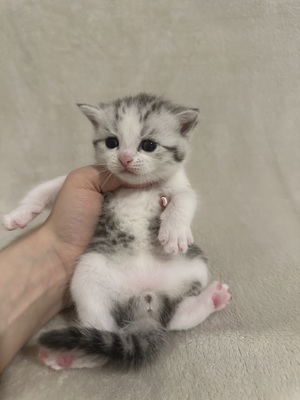 Reinrassige Britisch Kurzhaar Kätzchen, Britisch Kurzhaar Jungtier - Katze