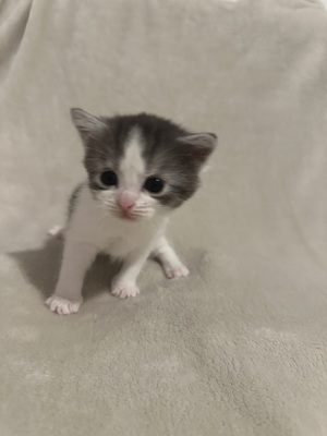 Reinrassige Britisch Kurzhaar Kätzchen, Britisch Kurzhaar Jungtier - Katze