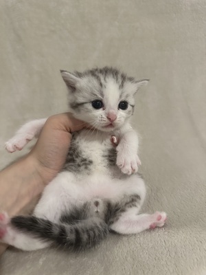 Reinrassige Britisch Kurzhaar Kätzchen, Britisch Kurzhaar Jungtier - Katze