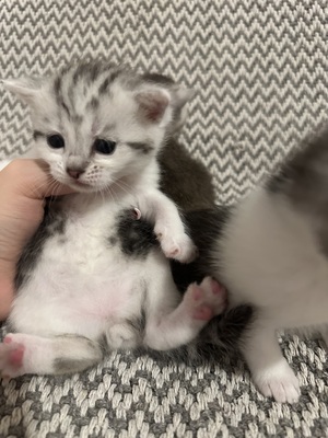 Reinrassige Britisch Kurzhaar Kätzchen, Britisch Kurzhaar Jungtier - Katze