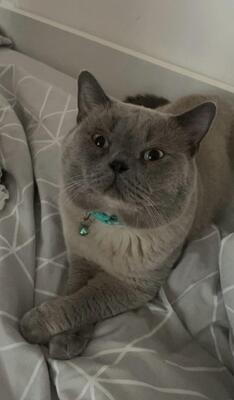 Reinrassige Britisch Kurzhaar Kätzchen in Silver Shaded, Britisch Kurzhaar Jungtier - Katze