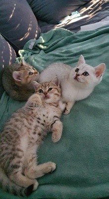 Reinrassige Britisch Kurzhaar Kätzchen suchen Traumplatz!, Britisch Kurzhaarkatze Jungtier - Katze