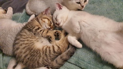Reinrassige Britisch Kurzhaar Kätzchen suchen Traumplatz!, Britisch Kurzhaarkatze Jungtier - Katze