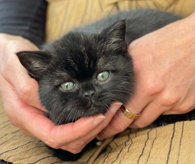 Reinrassige Britisch Kurzhaar Kätzchen suchen Traumplatz!, Britisch Kurzhaarkatze Jungtier - Katze