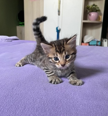 Reinrassige Cashmere/langhaar Bengal Kitten, Bengal Jungtier - Katze