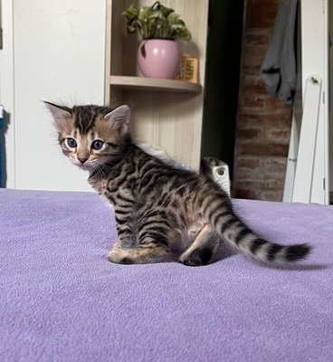 Reinrassige Cashmere/langhaar Bengal Kitten, Bengal Jungtier - Katze