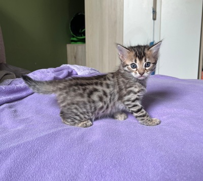 Reinrassige Cashmere/langhaar Bengal Kitten, Bengal Jungtier - Katze