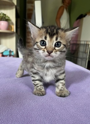 Reinrassige Cashmere/langhaar Bengal Kitten, Bengal Jungtier - Katze