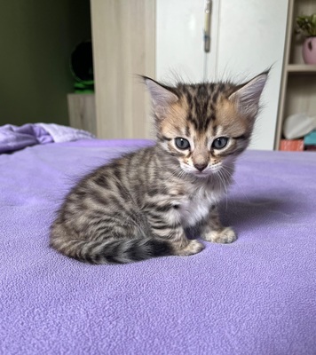 Reinrassige Cashmere/langhaar Bengal Kitten, Bengal Jungtier - Katze