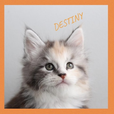 Reinrassige Maine Coon Kitten