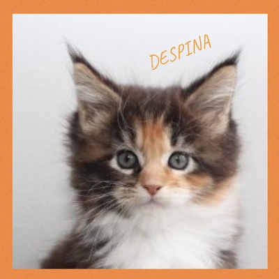 Reinrassige Maine Coon Kitten, Maine Coon Jungtier - Katze