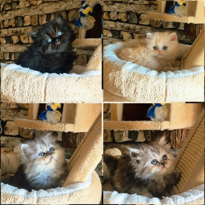 Reinrassige Perserkitten mit Nase, inkl. Stammbaum, Perser Jungtier - Kater