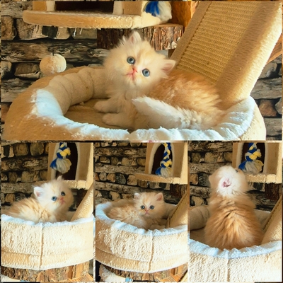 Reinrassige Perserkitten mit Nase, inkl. Stammbaum, Perser Jungtier - Kater