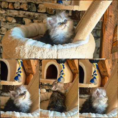 Reinrassige Perserkitten mit Nase, inkl. Stammbaum, Perser Jungtier - Kater