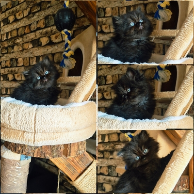 Reinrassige Perserkitten mit Nase, inkl. Stammbaum, Perser Jungtier - Kater