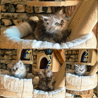 Reinrassige Perserkitten mit Nase, inkl. Stammbaum, Perser Jungtier - Kater