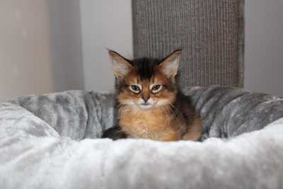 Reinrassige Somali Katerchen, Abessinier und Somali - Kater