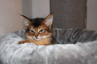 Reinrassige Somali Katerchen, Abessinier und Somali - Kater