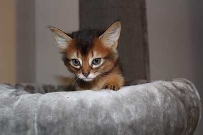 Reinrassige Somali Katerchen, Abessinier und Somali - Kater