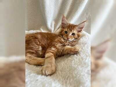 Reinrassige maine coon kitten, Maine Coon Jungtier - Katze