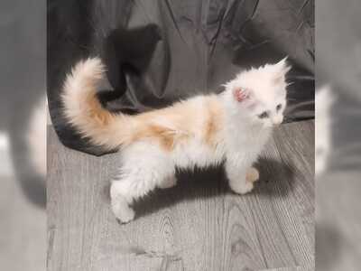 Reinrassige maine coon kitten, Maine Coon Jungtier - Katze