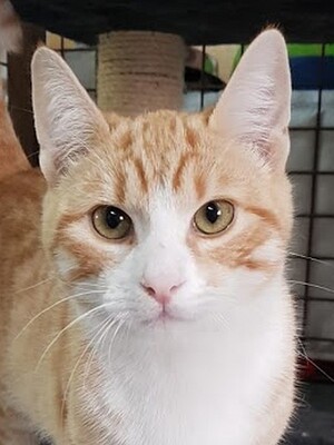 Remo, wünscht sich ein schönes Katerleben - Kater