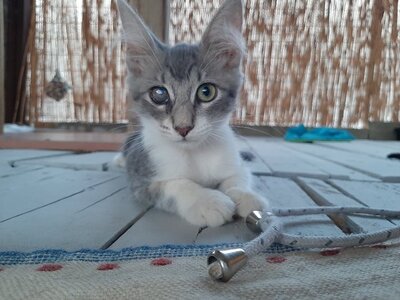 Rena - Wunderschönes Kittenmädchen, ca. 3 Monate, Mischling Jungtier - Katze 5