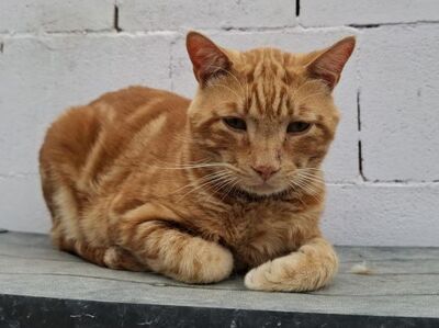 Repsol, Europäisch Kurzhaar - Kater