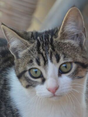 Reyes, Europäisch Kurzhaar - Katze