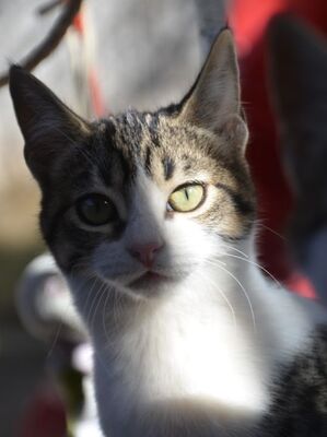 Reyes, Europäisch Kurzhaar - Katze