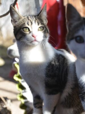 Reyes, Europäisch Kurzhaar - Katze