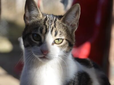 Reyes, Europäisch Kurzhaar - Katze