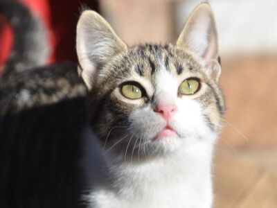 Reyes, Europäisch Kurzhaar - Katze