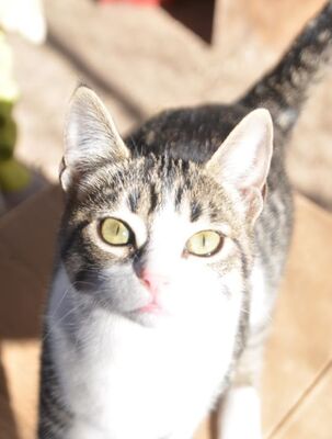 Reyes, Europäisch Kurzhaar - Katze