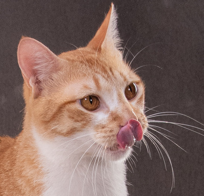 Ric - einer von zwei netten Jungs, Mix - Kater