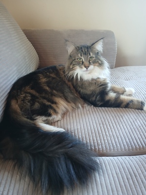 Ricarda, Norwegische Waldkatze - Katze