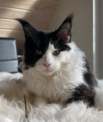 Richi, Maine Coon Jungtier - Kater