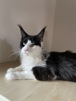 Richi, Maine Coon Jungtier - Kater