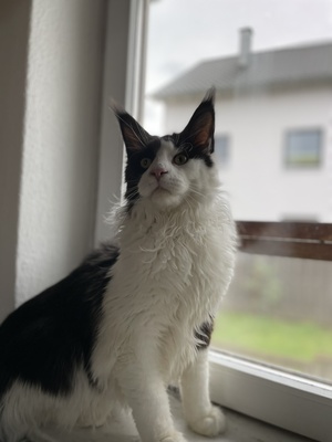 Richi, Maine Coon Jungtier - Kater