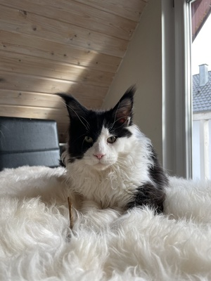 Richi, Maine Coon Jungtier - Kater