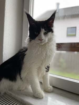 Richi, Maine Coon Jungtier - Kater