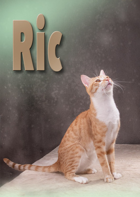 Rick - ein netter Junge, Mix - Kater