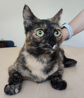 Rihana - mit Romina - schüchtern, aber gesellig, sehr sozial, gutmütig, verspielt, EKH - Katze