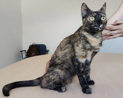 Rihana - mit Romina - schüchtern, aber gesellig, sehr sozial, gutmütig, verspielt, EKH - Katze