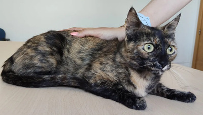 Rihana - mit Romina - schüchtern, aber gesellig, sehr sozial, gutmütig, verspielt, EKH - Katze