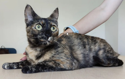 Rihana - mit Romina - schüchtern, aber gesellig, sehr sozial, gutmütig, verspielt, EKH - Katze