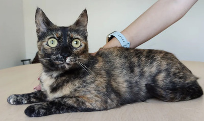 Rihana - mit Romina - schüchtern, aber gesellig, sehr sozial, gutmütig, verspielt, EKH - Katze